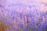Fototapeta Lawenda - Lavender field aerial view. Purple lavender garden. Spa essential oil of beautiful herbs.