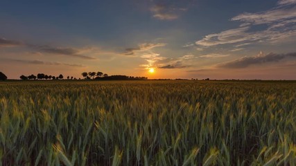 Wall Mural - Beautiful sunset over rye field in Poland. 4k Time-lapse
