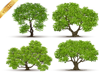 beautiful tree realistic on a white background.