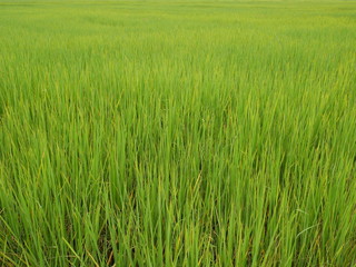 organic rice farm,green nature background