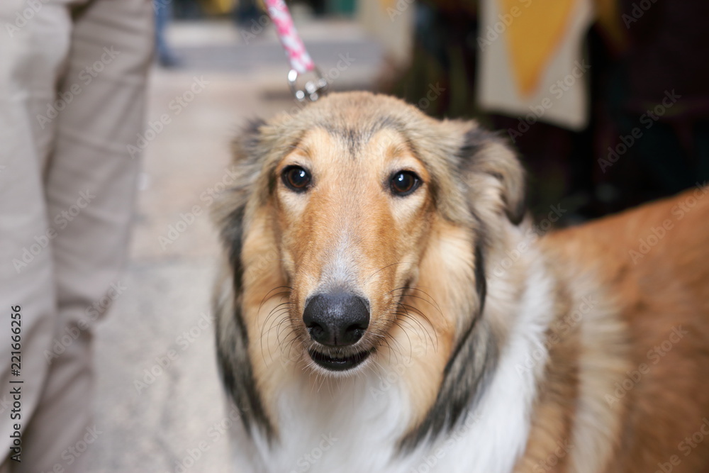 Caine Lessi cane lassie Stock Photo | Adobe Stock