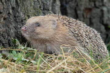 Aufkleber - A hedgehog at the base of the tree in search of food. You can see its front teeth in the close up portrait