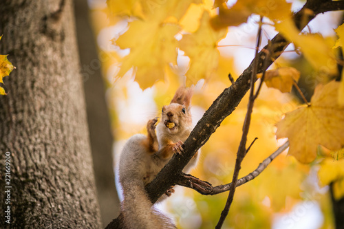 Plakat Ładna wiewiórka z dokrętki obsiadaniem na jesieni drzewie