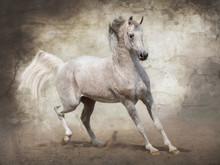 Arab Stallion