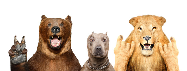 Wall Mural - funny animals showing gestures, isolated on white background