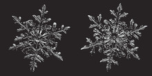 Two Snowflakes On Black Background. This Vector Illustration Based On Macro Photo Of Real Snow Crystals: Small Stellar Dendrites With Hexagonal Symmetry, Ornate Shape And Thin, Elegant Arms.