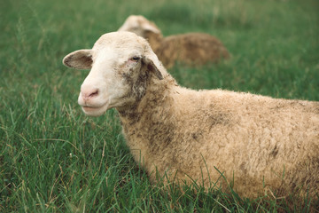 Closeup image of sheep in green grass field at countryside farm