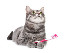 Beautiful Gray Tabby Cat With Toothbrush On White Background
