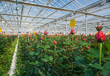 © warloka79 - large industrial greenhouse with Dutch roses, the overall plan