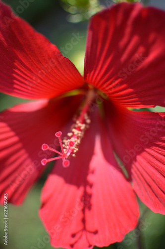 驚くばかり花 赤色 最高の花の画像