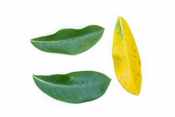 Green and yellow leaves on white background.