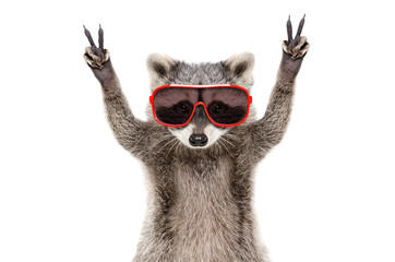 Wall Mural - portrait of a funny raccoon in sunglasses, showing a sign peace, isolated on white background