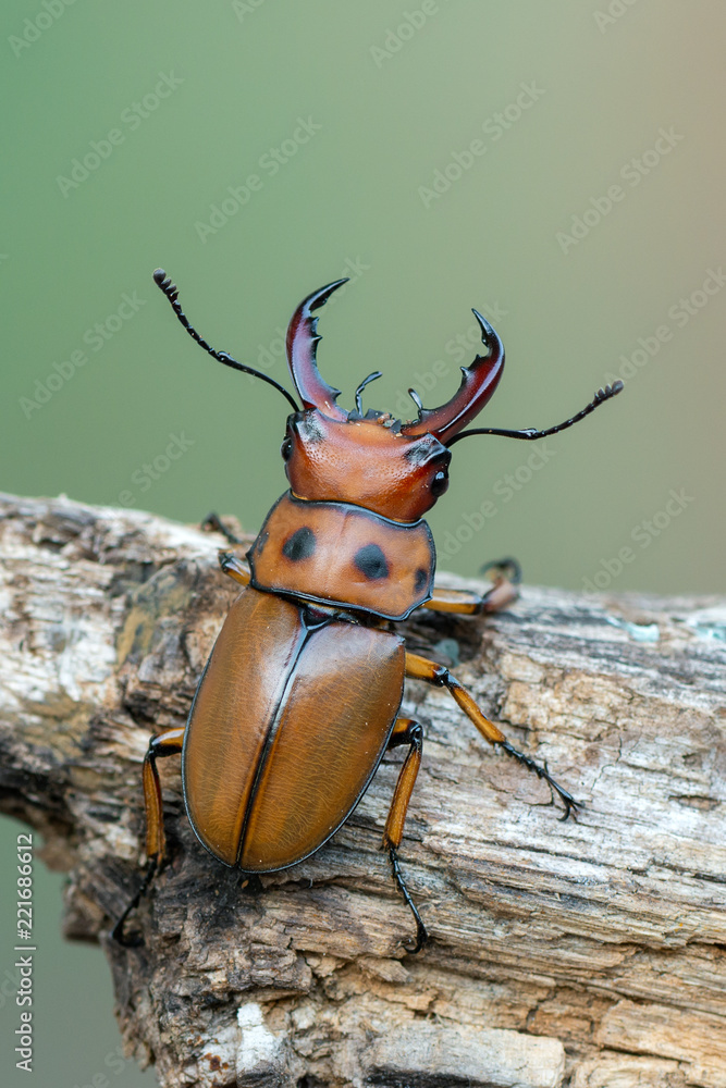 the stag beetle - homoderus gladiator Stock Photo | Adobe Stock