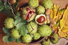 Green And Thorny Horse Chestnut Fruits In Interior. Natural Autumn Decoration Chestnuts In Bowl On Wooden Table, Top, View.