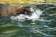 Seehunde, Seelöwen, Robben im Zoo