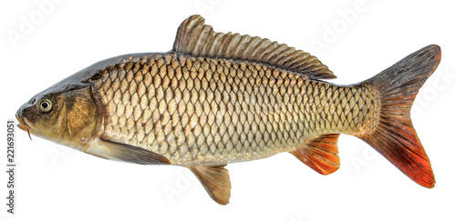Obraz Dibond Fish carp with scales. Raw river fish. Fresh goldfish, side view. Isolated on white background