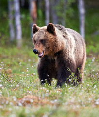 Wall Mural - brown bear in the finnish taiga