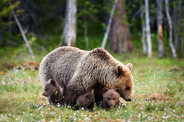 Wall Mural - mother bear and her three little puppies