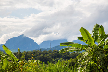  blue mountain in forest