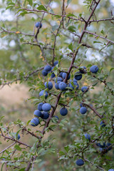 Wall Mural - Several purple blackthorn berries hanging at the bush 