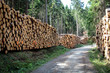 Polter, Holzstapel im Wald, Forstwirtschaft 