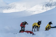 huskies in mountain base camp
