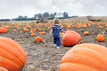 picking a pumpkin
