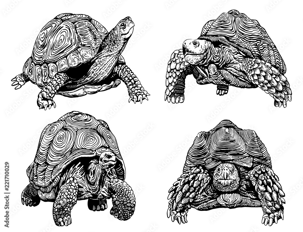 Graphical set of tortoises isolated on white background,vector sketchy ...