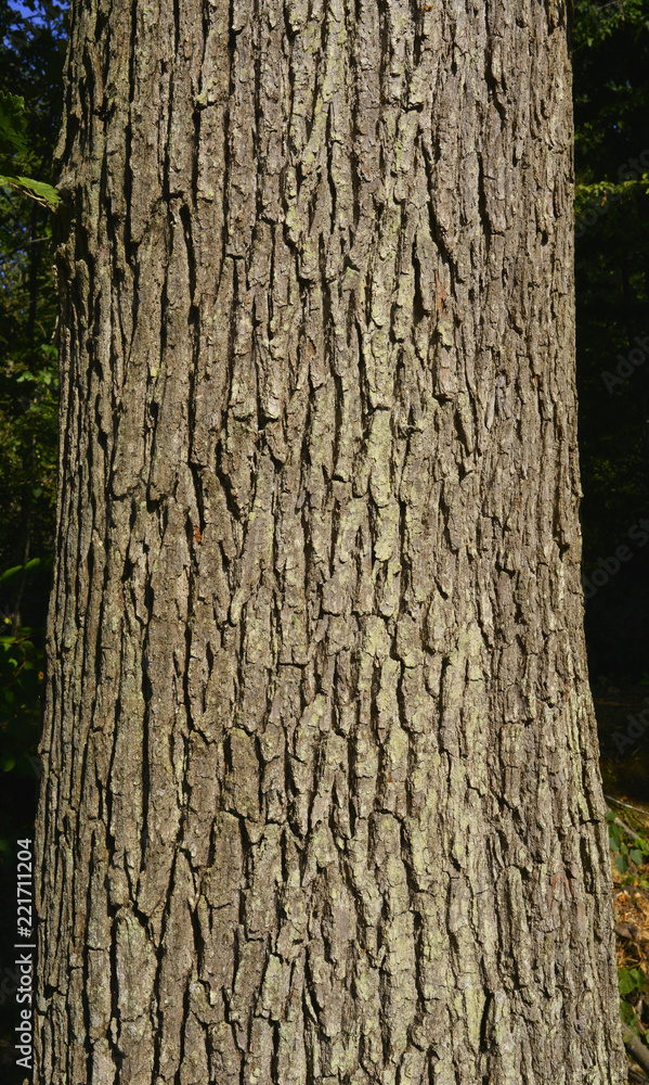 Ecorce De Chene En 3 Lettresnull