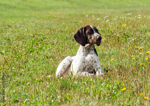German Shorthaired Pointer German Kurtshaar One Spotted Puppy