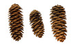 Set of spruce cones