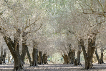 Wall Mural - Olive Tree Orchard. San Francisco Bay Area, California, USA.