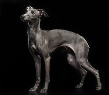 Italian Greyhound Dog  Isolated  On Black Background In Studio