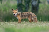 Fototapeta  - fox