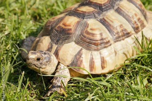 Plakat Afrykanin Pobudzający tortoise w trawie (Geochelone sulcata)