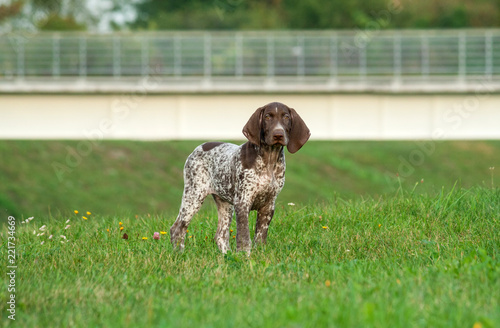German Shorthaired Pointer German Kurtshaar One Spotted Puppy