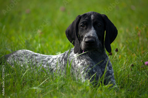German Shorthaired Pointer Kurtshaar One Spotted Black Puppy
