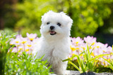 Fototapeta Konie - Portrait of nice young maltese dog