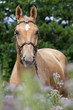 © lenkadan - Portrait of nice horse posing on violet flowers