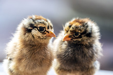 Chicks, Baby Chickens