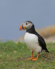 Sticker - One Atlantic puffin standing on a rock near Elliston, Newfoundland