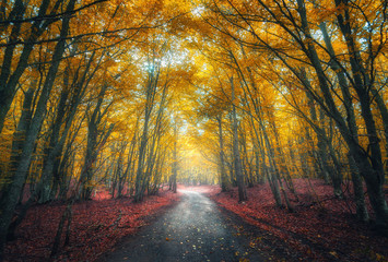 amazing autumn forest with road in fog. trees with red and yellow foliage in fall. dreamy landscape 