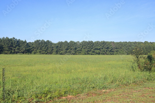 Fotografia, Obraz Field of green grass in the morning sunlight with tree line