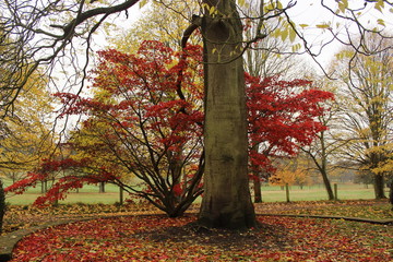 Autumn at Nottingham 2