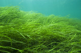 Fototapeta  - American Eel-grass and yellow perch underwater in the St. Lawrence River