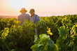 Two French winegrowers in their vines at sunset