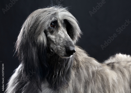 Afghan Hound Dog Isolated On Black Background In Studio Buy This