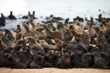 Colony Of Cape Fur Seals, Arctocephalus Pusillus, In Namibia
