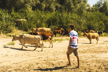 portrait of young handsome bearded male farmer sheeping cows in the summer field s