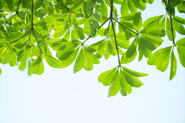 Wall Mural - Closeup green leaf